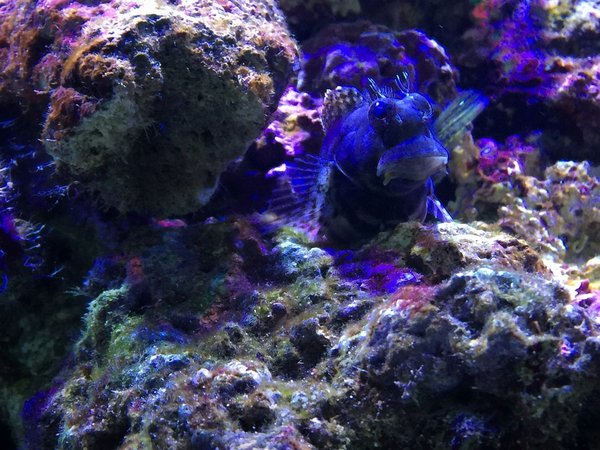 How to Choose the Right Aquatic Plants for a Pet Turtle's Habitat?