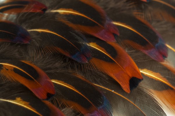 Unlock the timeless elegance of natural feathers in design