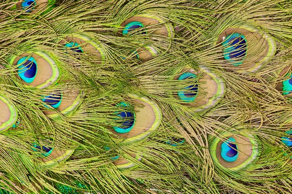 Explore how natural feathers enhance elegance in modern design